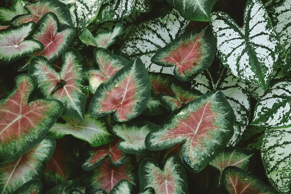 Amenagement vegetal